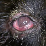 Cheratocongiuntivite secca - Cocker Spaniel adulto