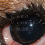 Distichiasi Bulldog