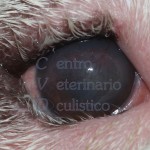 Entropion - Bulldog adulto