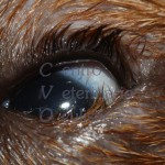 Entropion - Jack Russel Terrier cucciolo