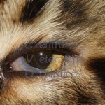 Entropion - gatto Main Coon adulto