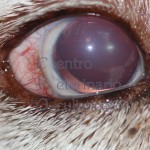 Glaucoma cronico - Siberian Husky adulto